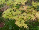 Acer palmatum "Mizu kuguri"