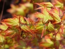 Acer palmatum "Murasaki kiyo hime"