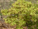 Acer palmatum "Murasaki kiyo hime"