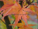 Acer palmatum "Mure hibari