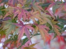 Acer palmatum "Mure hibari