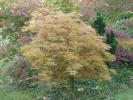 Acer palmatum "Dissectum New"