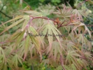 Acer palmatum "Nicholsonii"