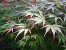 Acer palmatum "Nicholsonii"