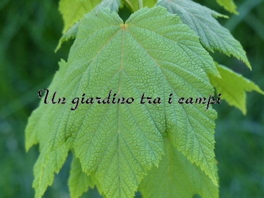 Acer nipponicum Acer nipponicum