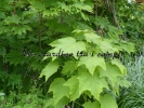 Acer nipponicum Acer nipponicum