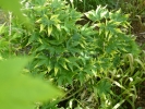 Acer palmatum "Nishiki gasane"