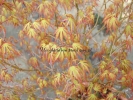 Acer palmatum "Okina"