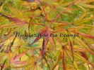 Acer palmatum "Okushimo"