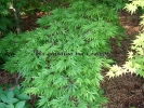 Acer palmatum "Omure yama"