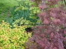 Acer palmatum "Orangeola"