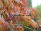 Acer palmatum "Orangeola"