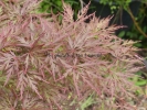 Acer palmatum "Orangeola"