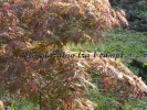 Acer palmatum "Orangeola"