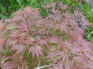 Acer palmatum "Orangeola"