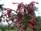 Acer palmatum "Oregon sunset"