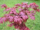 Acer palmatum "Oregon sunset"