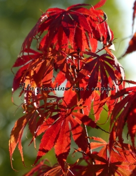 Acer palmatum "Oregon sunset"
