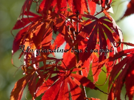Acer palmatum "Oregon sunset"