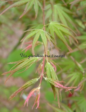 Acer palmatum "Oridono nishiki"