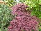 Acer palmatum "Ornatum"