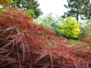 Acer palmatum "Ornatum"