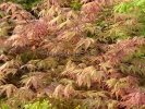 Acer palmatum "Osakazuki"