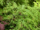 Acer palmatum "Palmatifidium"
