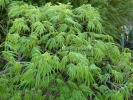 Acer palmatum "Palmatifidium"