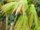 Acer shirasawanum "Palmatifolium" Acer shirasawanum "Palmatifolium"