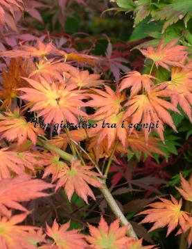 Acer shirasawanum "Palmatifolium"
