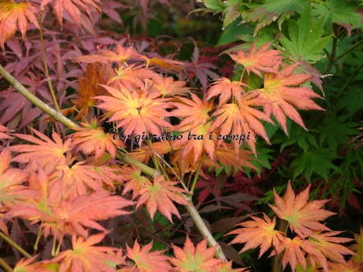 Acer shirasawanum "Palmatifolium" Acer shirasawanum "Palmatifolium"