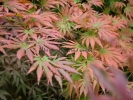 Acer shirasawanum "Palmatifolium" Acer shirasawanum "Palmatifolium"