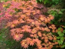 Acer shirasawanum "Palmatifolium" Acer shirasawanum "Palmatifolium"