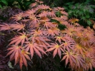 Acer shirasawanum "Palmatifolium" Acer shirasawanum "Palmatifolium"