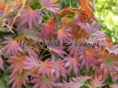 Acer shirasawanum "Palmatifolium" Acer shirasawanum "Palmatifolium"