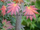 Acer shirasawanum "Palmatifolium" Acer shirasawanum "Palmatifolium"