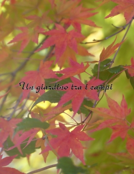 Acer palmatum Acer palmatum