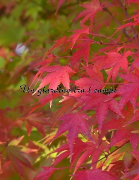 Acer palmatum Acer palmatum