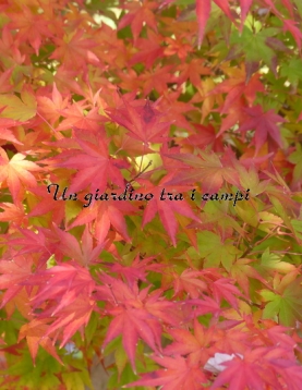 Acer palmatum Acer palmatum