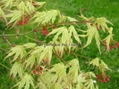Acer palmatum "Peaches and cream"