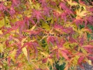 Acer palmatum "Peaches and cream"