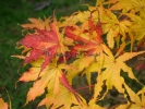 Acer palmatum "Peaches and cream"