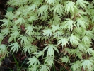Acer palmatum "Peaches and cream"