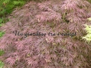 Acer palmatum "Dissectum Pendulum Julian "
