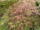 Acer palmatum "Dissectum Pendulum Julian "