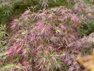 Acer palmatum "Dissectum Pendulum Julian "