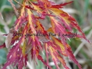 Acer palmatum "Dissectum Pendulum Julian "