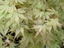 Acer palmatum "Peve multicolor"