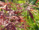 Acer palmatum "Peve Dave"